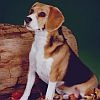 Beagle jpg