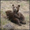Bear cubs 2