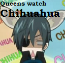 Ciel - queens watch chihuahua