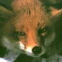Foxy Looker