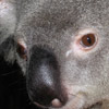 Grey Koala