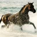 Horse In The Water