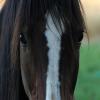 Horse up close