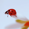 Ladybird on the edge