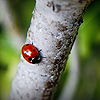 Ladybird on tree