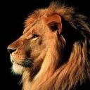 Lion Side Profile