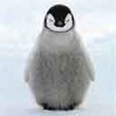 Penguin Chick