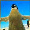 Penguin gif