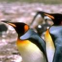 Penguins 3