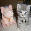 Piggy and Kitten 12 22