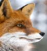 Red Fox face