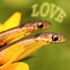 Snakes of love