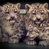 Snow Leopard cubs
