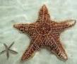 Starfish in the water