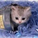 Tinned Kitten
