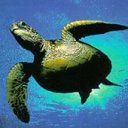 Turtle Underwater 2