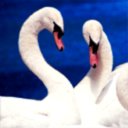 Two Swans 4