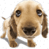 animated dog avatar