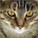 cat avatar 1662