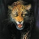 tigers lions avatars 0059