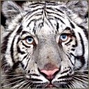 tigers lions avatars 2106