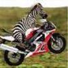 zebra bike